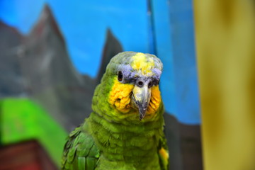 どや！ボウシインコ