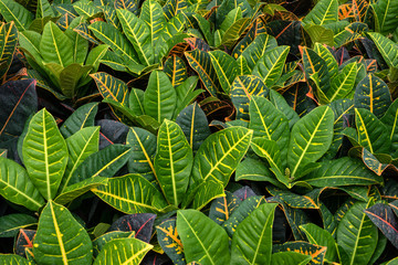 Vibrant color Croton plant in the garden