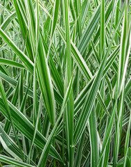 Striped green grass Variegated Sedge 'Ice Dance' (Carex morrowii, foliosissima) with dew drops. Decorative long grass, evergreen sedge with white and green striped foliage.