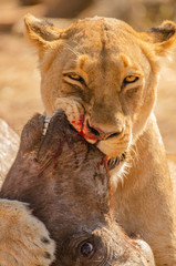 Lioness kill