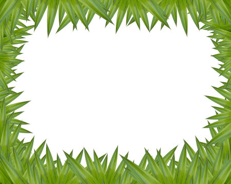 Pandan picture frame on a white background.