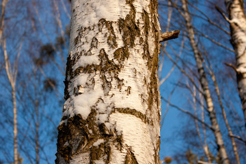 Natural background with birch trunk close-up and blue sky.