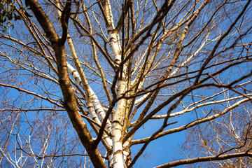 Natural background with trunk and branches of birches and blue sky.
