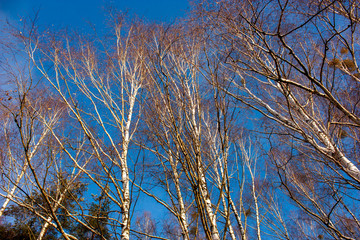 Natural background with trunks and branches of birches and blue sky.