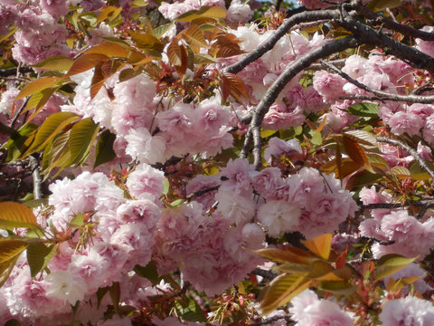 満開の桜 八重桜 お花見 造幣局の通り抜け 写真