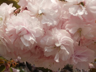 満開の桜 八重桜 お花見 造幣局の通り抜け 写真