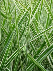 Striped green grass Variegated Sedge 'Ice Dance' (Carex morrowii, foliosissima) with dew drops. Decorative long grass, evergreen sedge with white and green striped foliage.