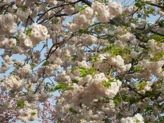 満開の桜 八重桜 お花見 造幣局の通り抜け 写真