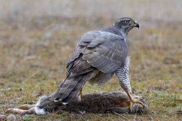 Adult wild azor, Accipiter gentilis, feeding on a rabbit that has hunted. Leon, Spain