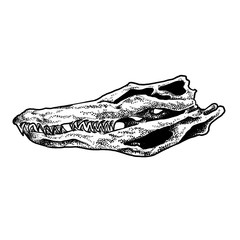 Crocodile Skull vector design illustration