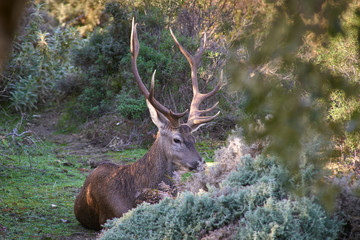 Stag male in the Sierra de las Nieves, Malaga.