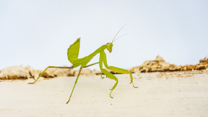 Close up of green mantis ( Mantis religiosa ) Sochi, Russia