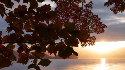 湖に沈む夕日と木のシルエット