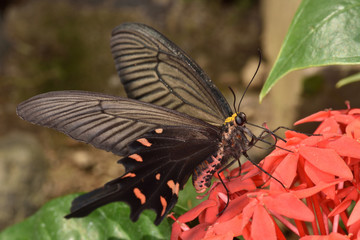 ジャコウアゲハ