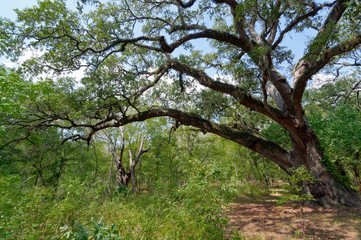 Fototapeta na wymiar A Live Oak Tree in the woodland area of the Brazos Bend State Park with its long branches reaching out over the surrounding area. Quercus virginiana.