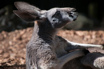 Sydney Australia, female red kangaroo laying in the sunshine.