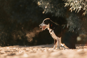 blakc border collie puppy sitting outdoors at sunrise