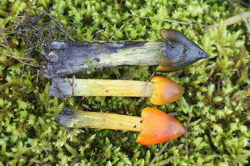 Hygrocybe conica, known as the  blackening waxcap, witch's hat, conical wax cap or conical slimy cap, mushrooms from Finland