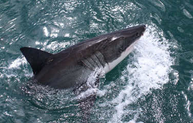 Fototapeta premium White Shark