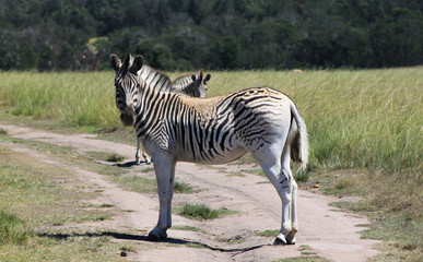 Fototapeta na wymiar Zebra posiert