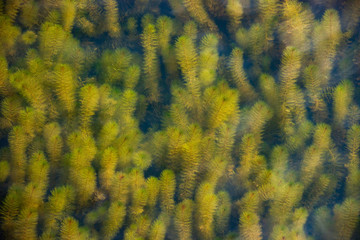Natural underwater background of beautiful seaweeds ceratophyllum demersum green and yellow.