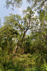 Fototapeta premium Some of the lush Dense Woodland and Forest at the Brazos Bend State Park on a hot September day in Texas.