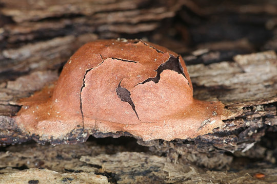 Fuligo leviderma, a plasmodial slime mold or mould from Finland