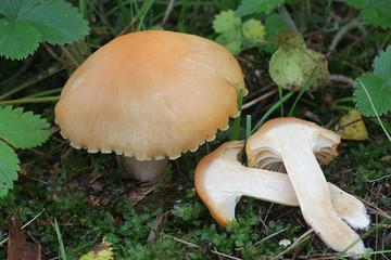 Cuphophyllus pratensis, known as meadow waxcap, meadow waxy cap, salmon waxy cap or butter meadowcap, wild mushroom from Finland