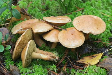 Suillus bovinus, known as cow mushroom or bovine bolete, edible fungus from Finland