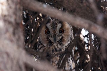 Long-eared owl asio otus sitting on fir tree portrait. Cute beautiful nocturnal raptor bird in wildlife.