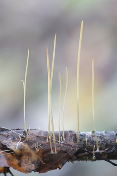 Macrotyphula juncea, known as the slender club or fairy club fungus, mushrooms from Finland