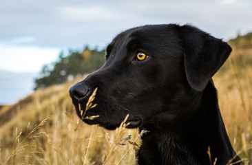 Hunting dog, black labrador, Aviemore, Scotland, United Kingdom.