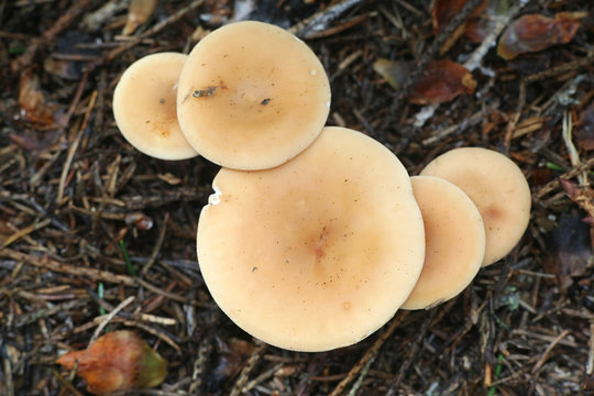 Paralepista flaccida (also called Clitocybe flaccida, Clitocybe inversa, Lepista flaccida and Lepista inversa), the tawny funnel cap, mushroom from Finland