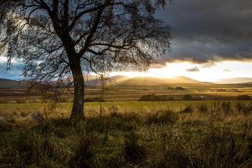 Fototapeta na wymiar Isolated tree in Highlands scottish landscape, Aviemore, Scotland, United Kingdom.