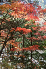 Naklejka premium Landscape of Kamikochi trail (Japan alps / Japanese mountain)