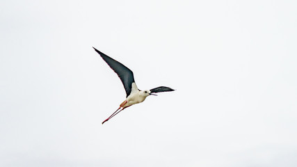 Obraz premium Black-Winged Stilt bird in shallow water (Himantopus himantopus) Anapa, Russia.