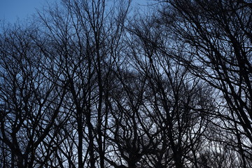 林のシルエット