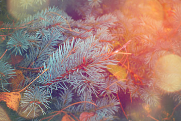 Fototapeta na wymiar Christmas tree branches. Nature New Year concept.