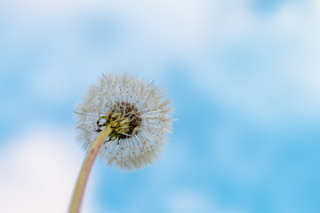 a dandelion globular seed head in front of a blue sky background