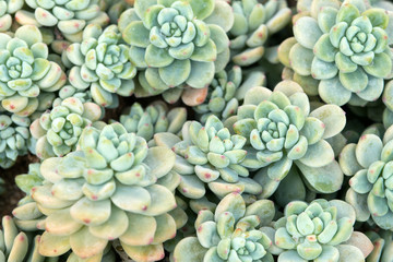 Miniature succulent plants (succulent cactus) at the garden. 