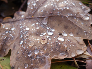 Krople deszczu na suchym, dębowym liściu.