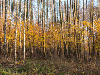 Liściasty las jesienią.