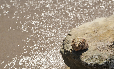 Big seashell in sea on the beach.