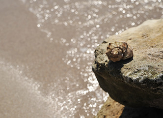 Big seashell in sea on the beach.