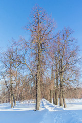 Manor elm grove in winter