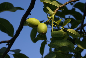 Walnussbaum, Juglans regia