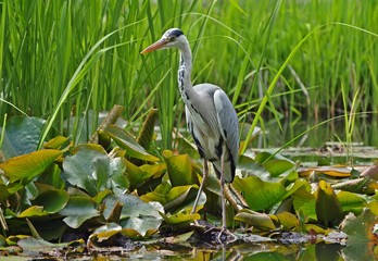 Grey heron bird catching fish in a lake
