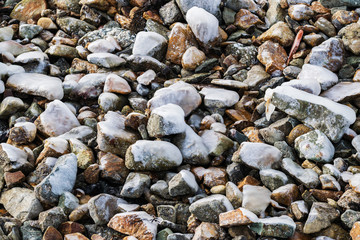 frozen rocks and starfish on the shore of the cold sea