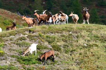Ziegenherde in den Alpen