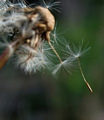 Closeup of a dandelion with seeds